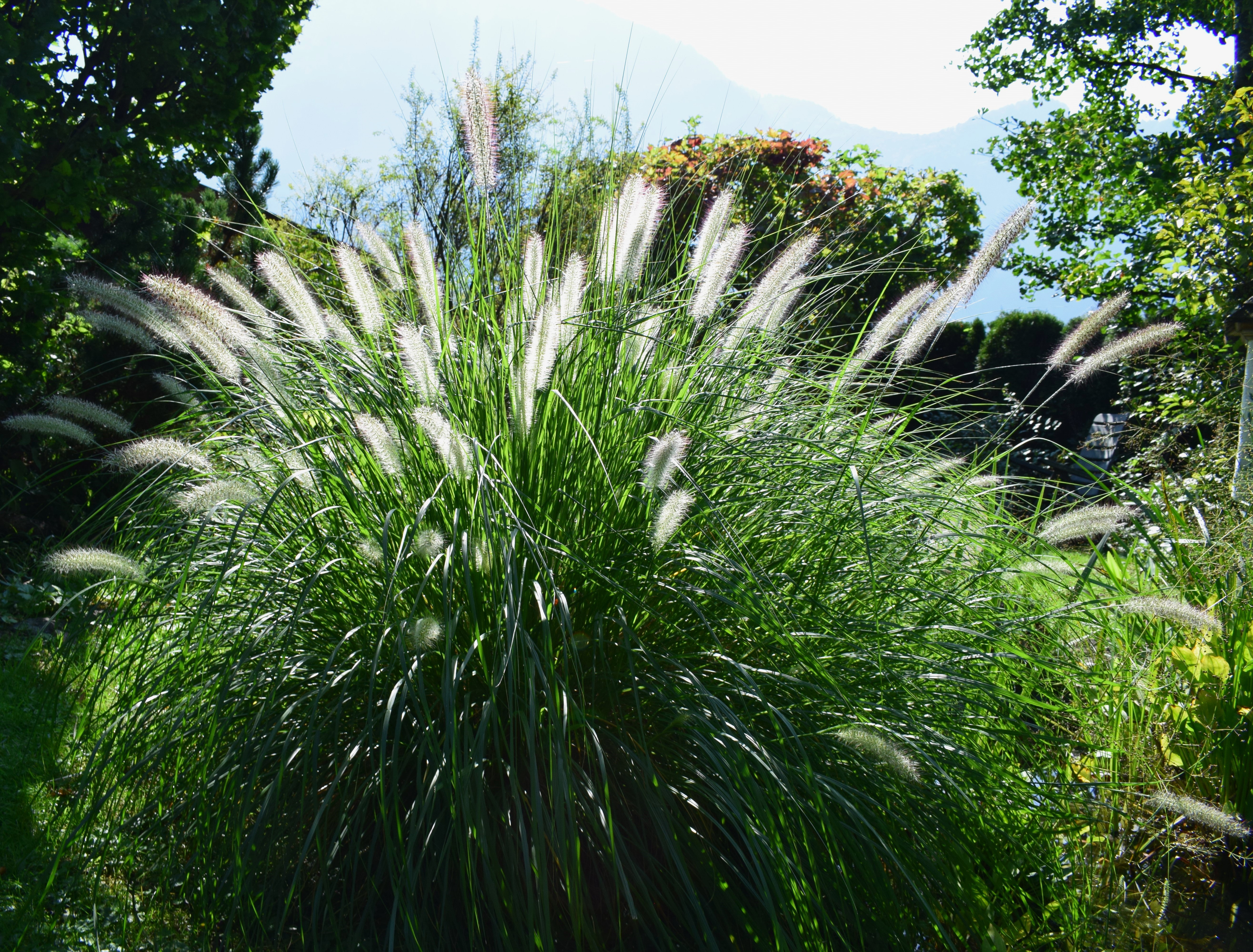 Garten mit natürlicher Bepflanzung