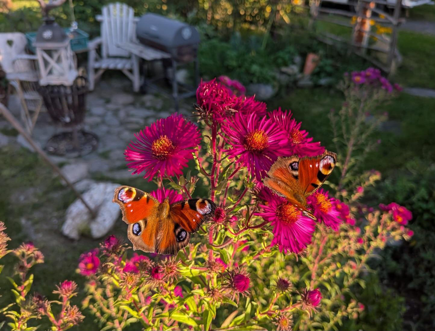 Ein Bauerngarten blüht auf - Bild 4