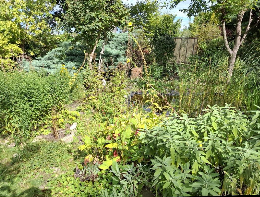 Pflege eines Naturgartens - Bild 1