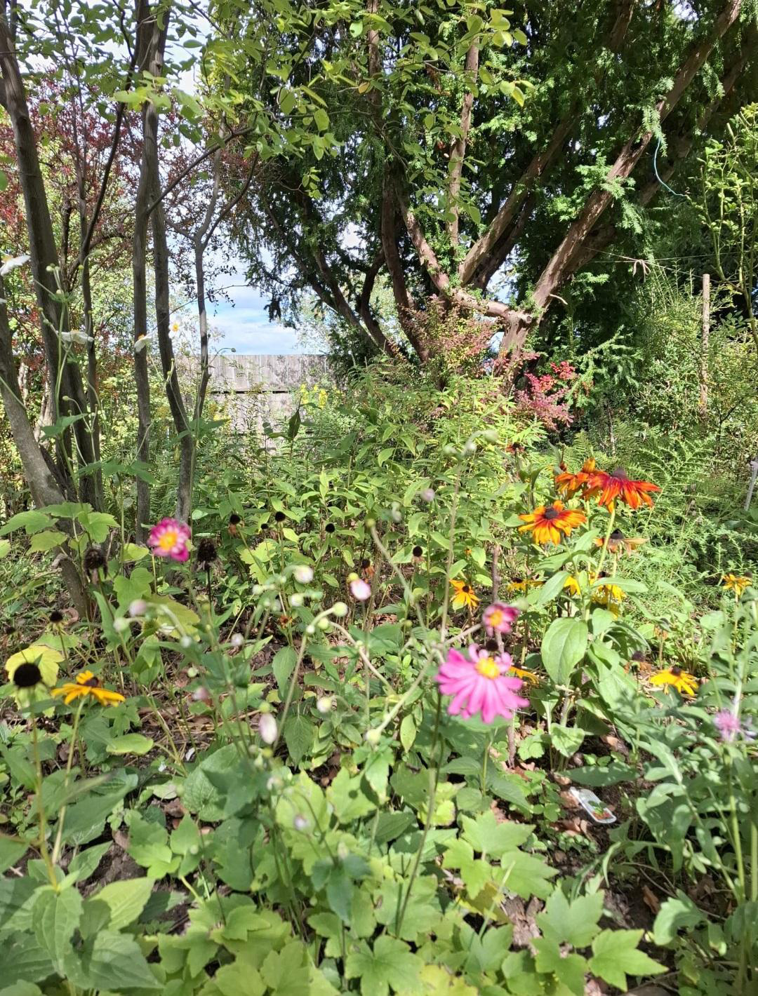 Pflege eines Naturgartens - Bild 3