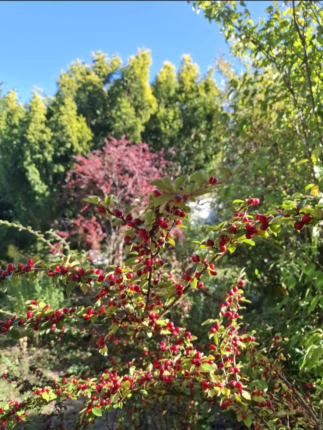 Pflege eines Naturgartens - Bild 4